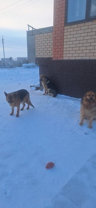 Отдам в хорошие руки овчарку