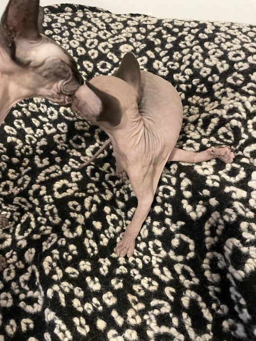 Котенца канадски сфинкс и елф