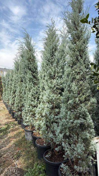 Саженцы и крупномеры деревьев, кустарников, цветов,. Опт. Из питомника