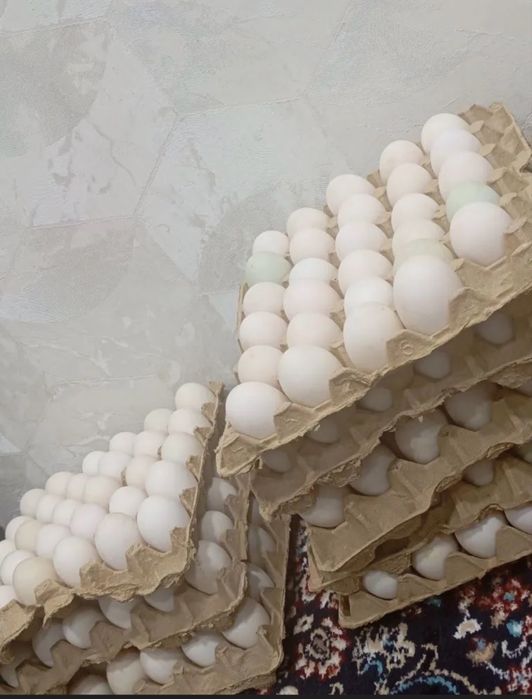 Урдак ва Гоз тухумлари сотилади