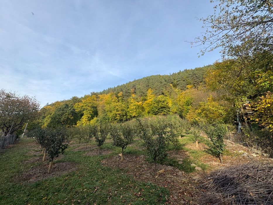 Livada in zona Pângărăcior neamt