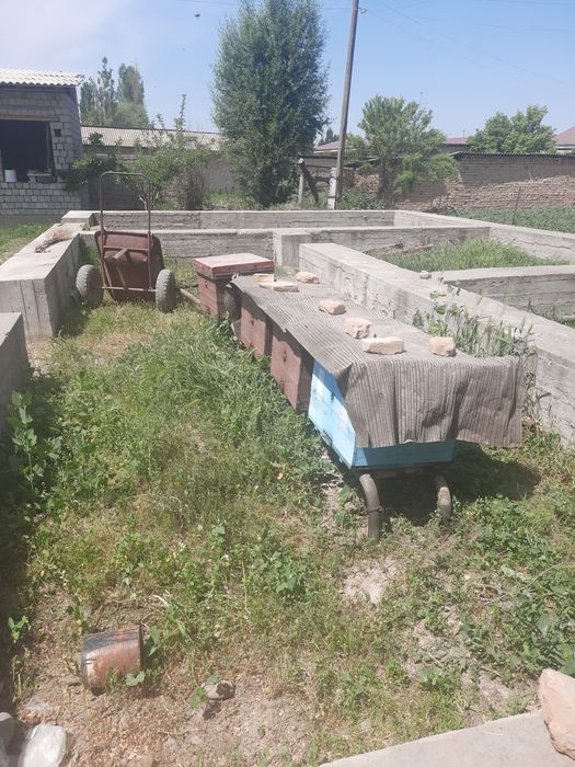 Asal ari oylasi yashigi bilan