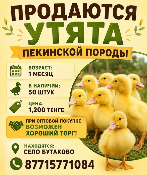 Утята пекинские месячные
