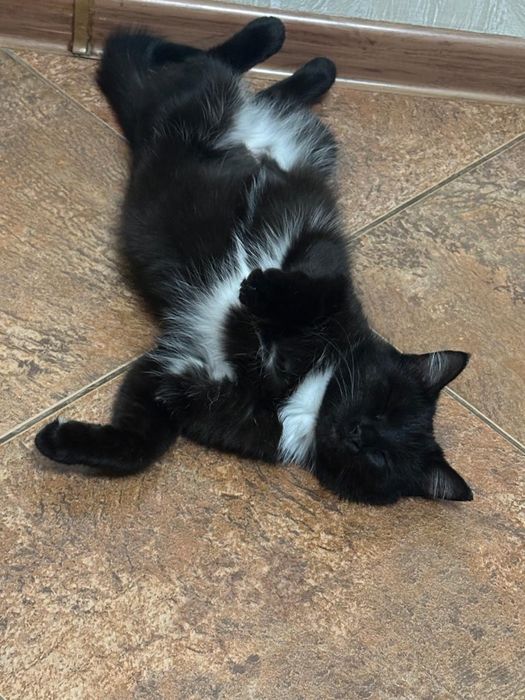 Отдам кошечку в добрые руки