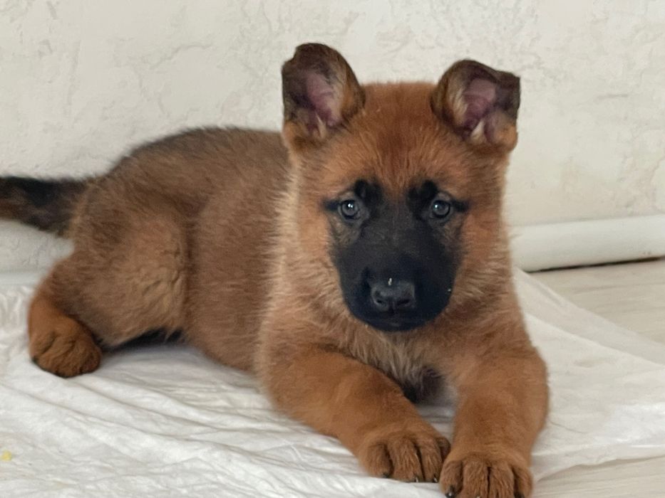 Готовы к продаже , Щенки немецкой овчарки