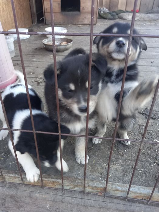 Щенки 1.5 месяца