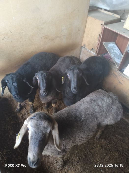 Кошкар сатылады 4 бас