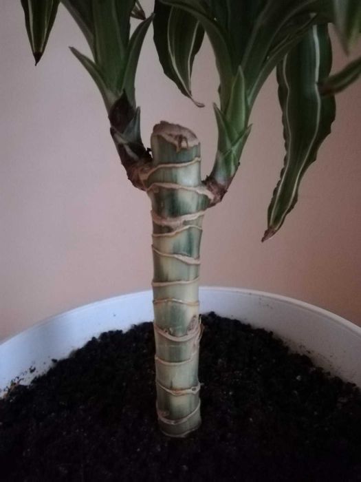 Финикова палма, Драцена, Шефлера, Сансевиера, Амарилис