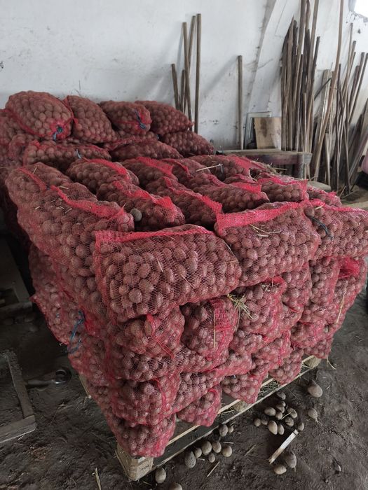 Cartofi samanta substas / pentru animale