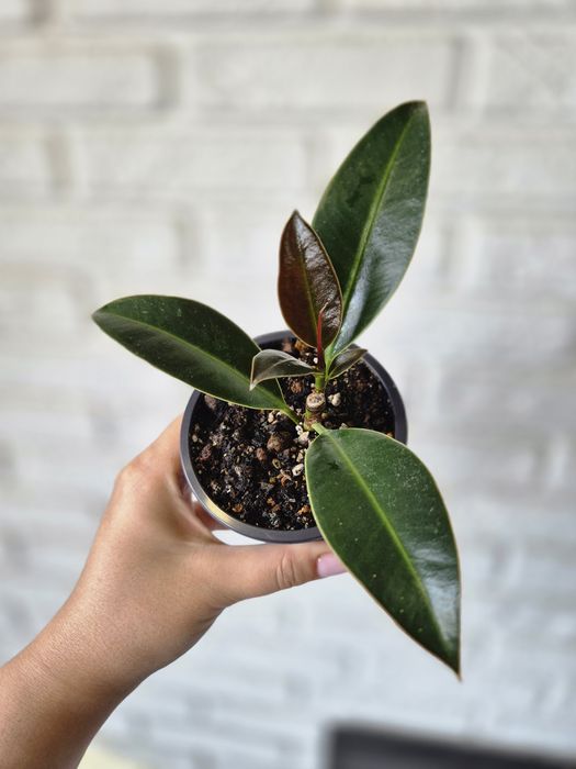 Продам Фикус Мелани