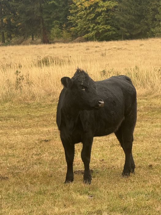 Junica  angus de vinzare