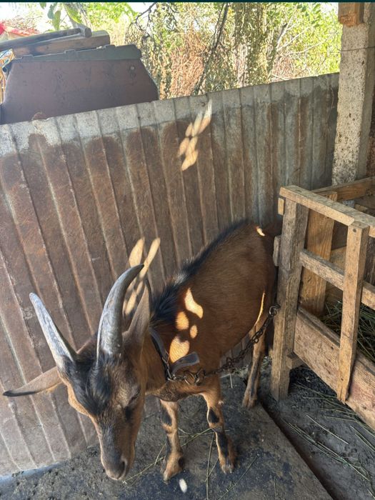 Vand tap Francez-Alpin original