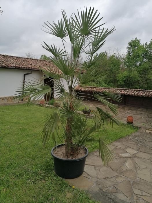 Продавам голяма палма