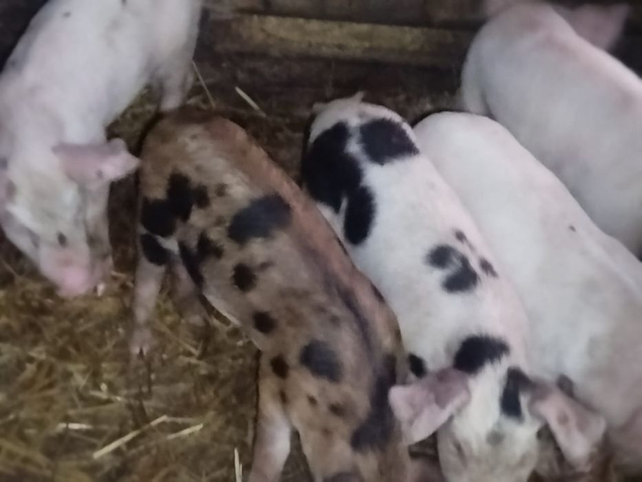 Продам поросят,месяц и 8дней