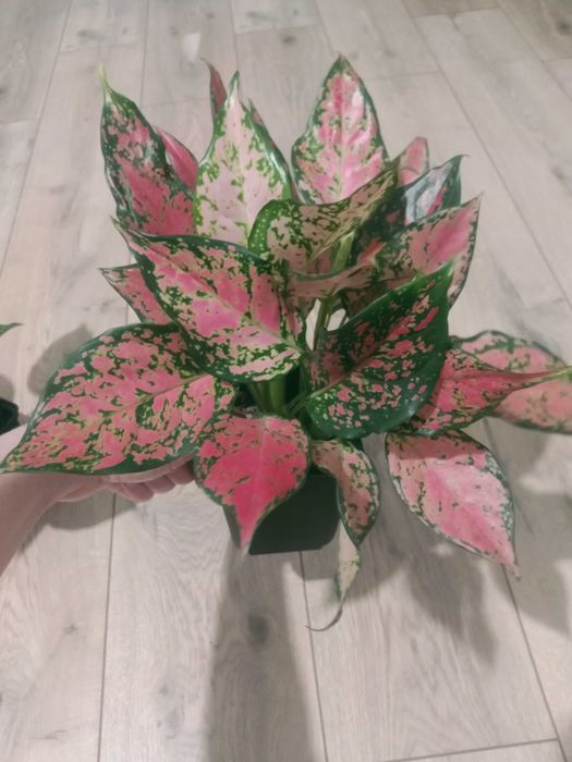 Продам комнатные цветы