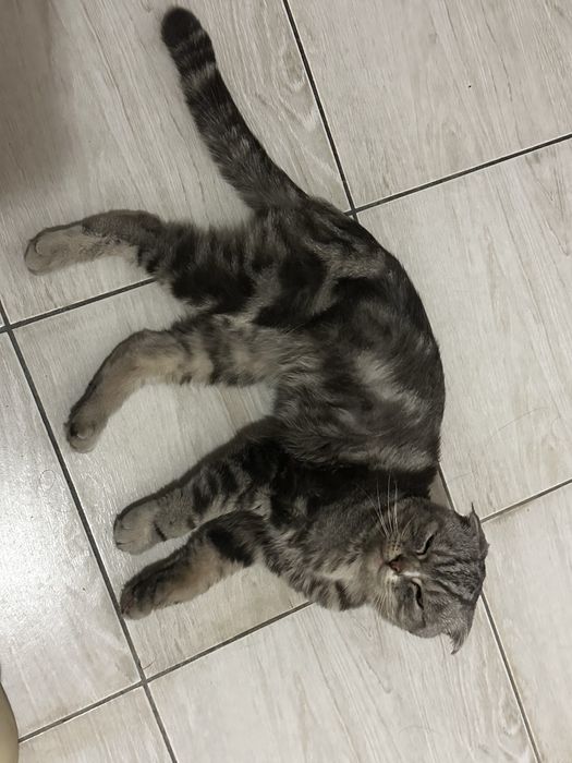нашли кота, Кокшетау