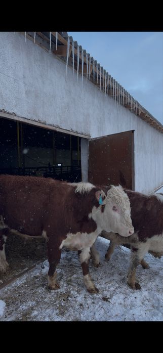 Ақ бас бык белоголовый