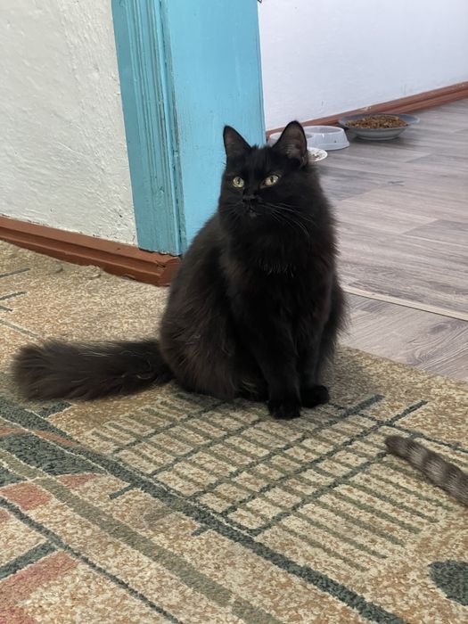 Отдам кошечку