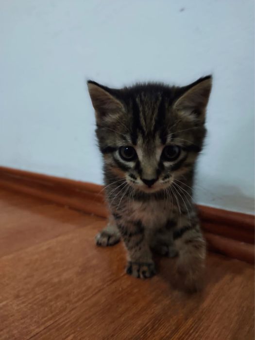 Отдам котят в хорошие руки