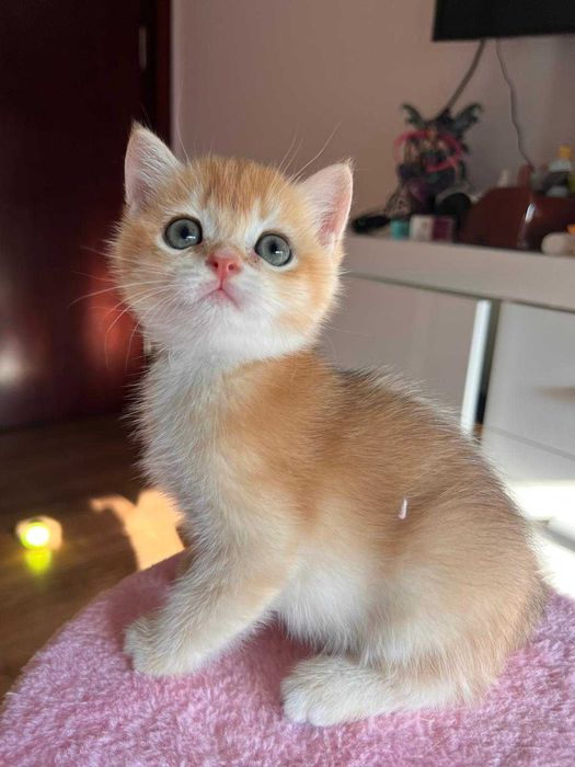 Băiețel jucaus british shorthair golden chinchilla!