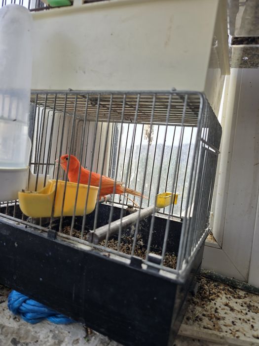 Canari candatori tineri 2025