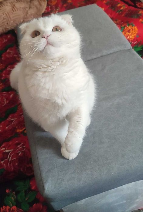 Birtan-british uy mushugi