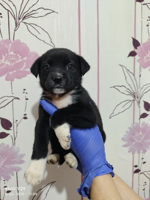 Ищем дом для щенков!