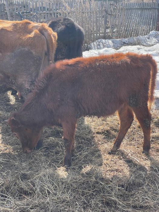 Продается телята