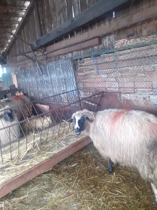 Vând 9 oi bretele și bucalai