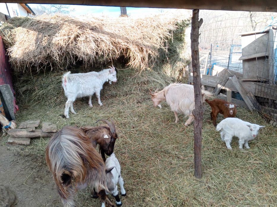 De vânzare capre cu iezi