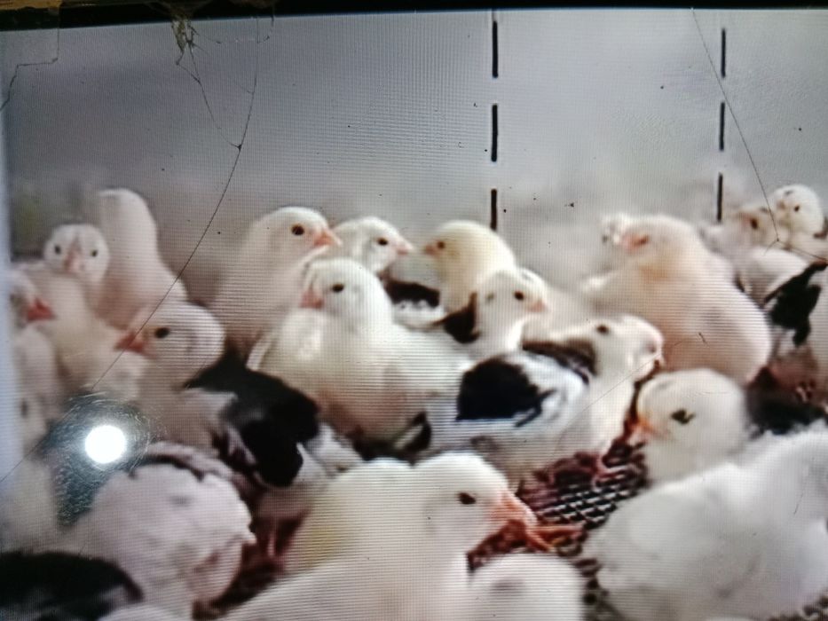 Цыплята куриные и цесариные