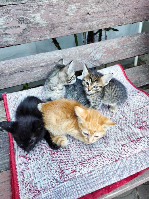 Dau spre adopție pui de pisică