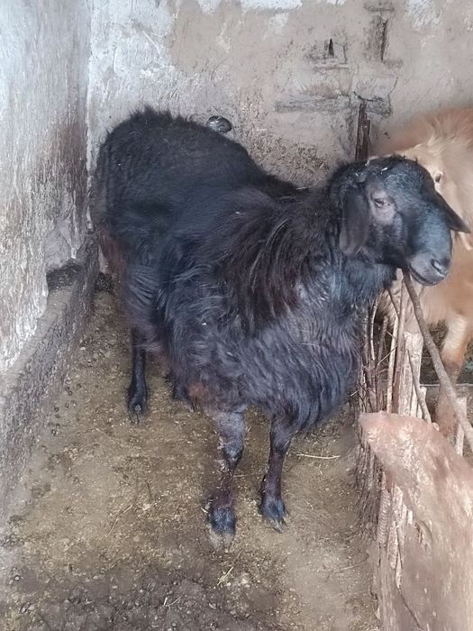 BoqilganQoʻchqor sotiladi 3 bosh