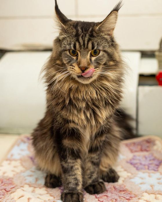 Мейнкун Вязка на выезд.