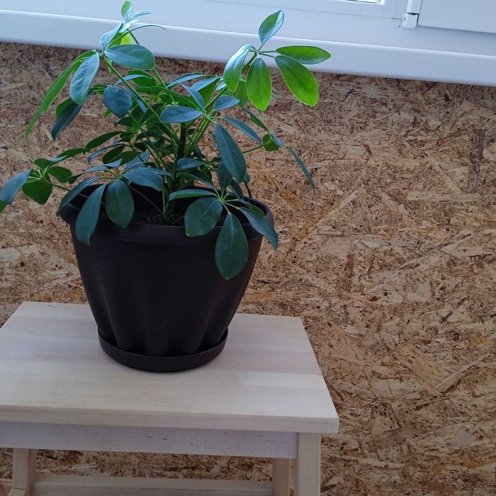 Продам комнатный цветок Шефлера