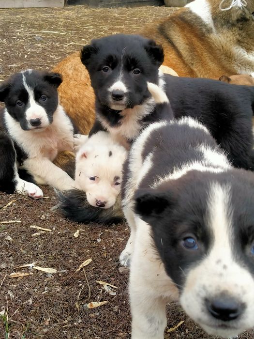 Төбет күшіктер бар