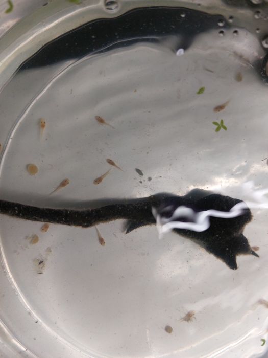 Анциструс супер ред