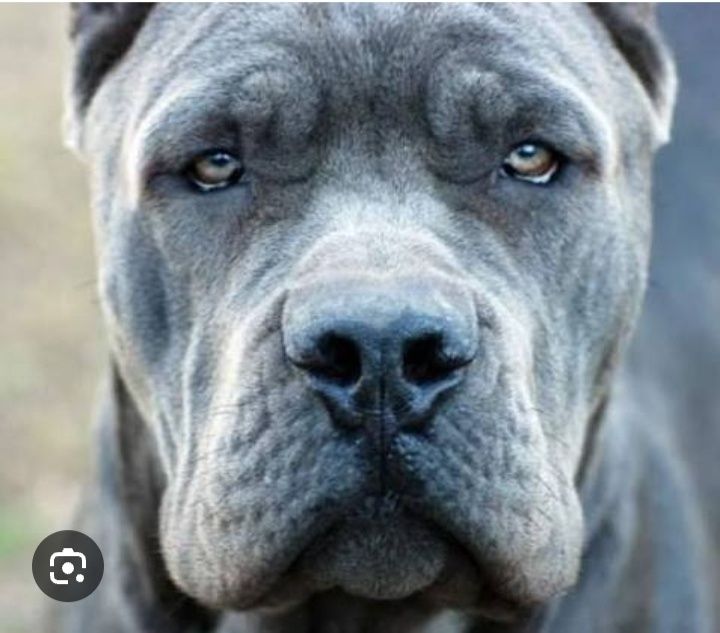 Продается  щенок