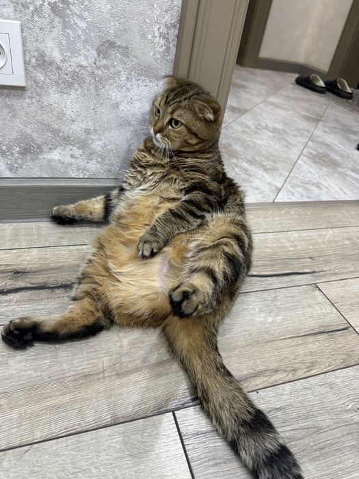 Отдам шотландскую кошку