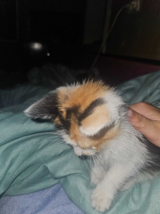 Dau în adopție pisoi.