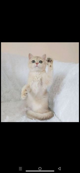 Продается срочно котенок бритаский ay12