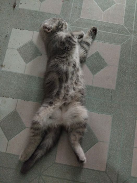 Продам котёнка два месяца.