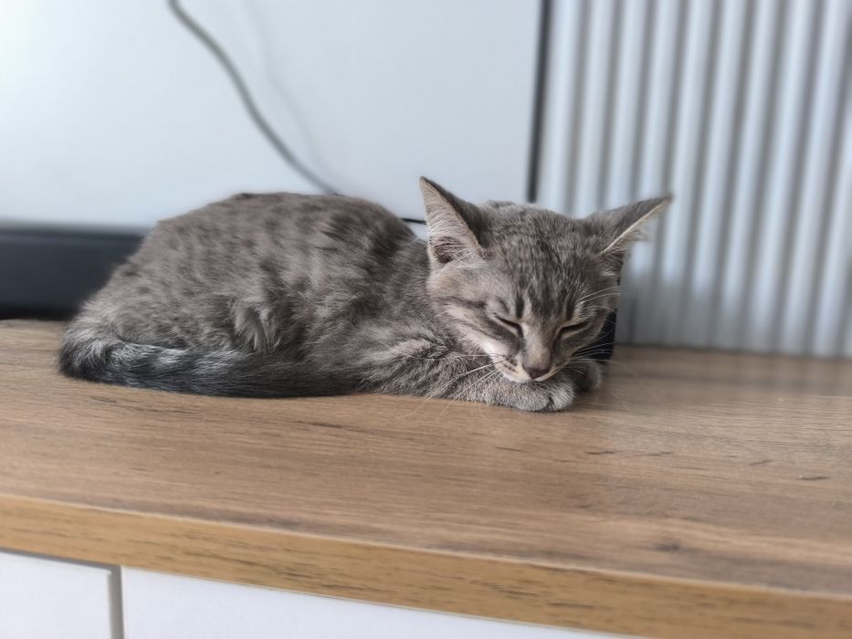 Отдам котенка в добрые руки. Котенок девочка ищет добрые руки.
Милая