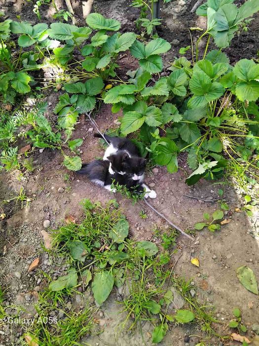 котета подарявам
