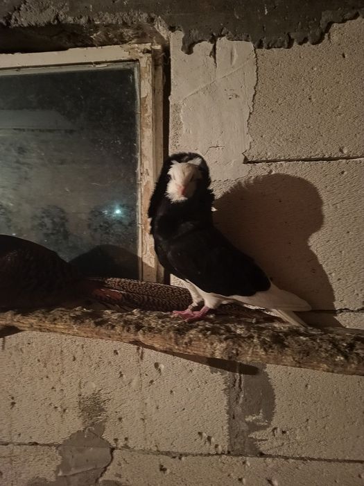 Vând o pereche de porumbei capucini negru lucios