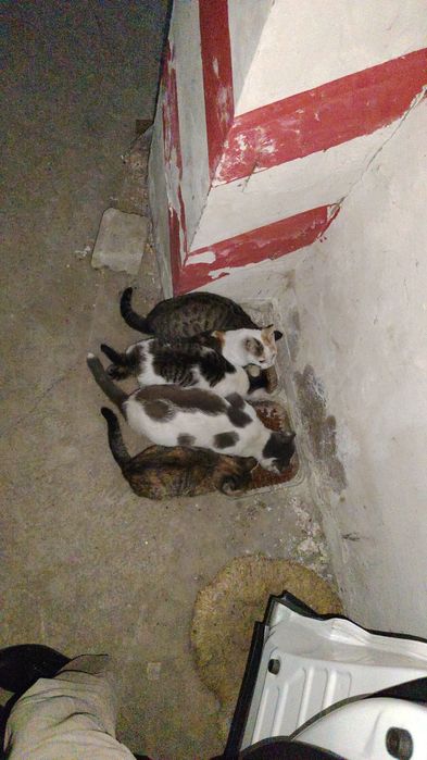 Отдам кошку с котятами