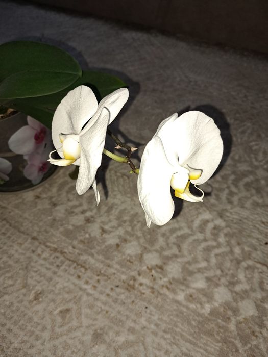 Продам белую цветущую