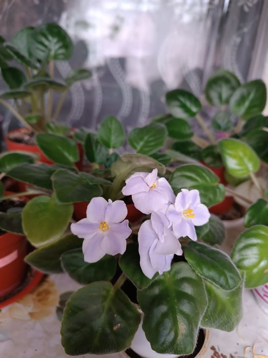 Комнатные растения, Фиалки сортовые оптом