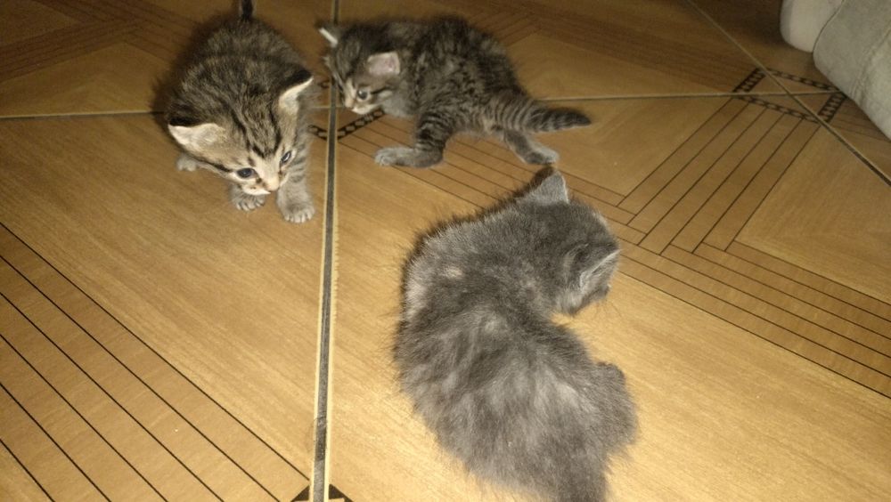 Отдам бесплатно котят