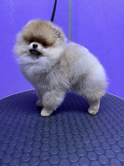 Щенок померанского шпица , девочка